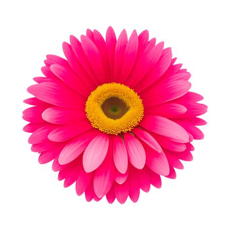 Pink Daisy Flower Png Transparent Generative Ai 27925036 Png