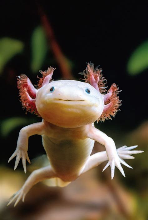 This Is Why Your Axolotl May Have Stopped Eating Axolotl Cute Weird