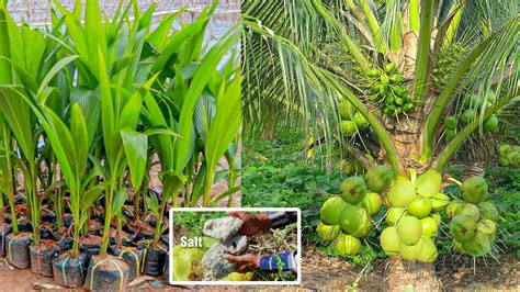 How To Grow Coconut Tree Fast Harvest In 3 Years Growing Coconut Tree