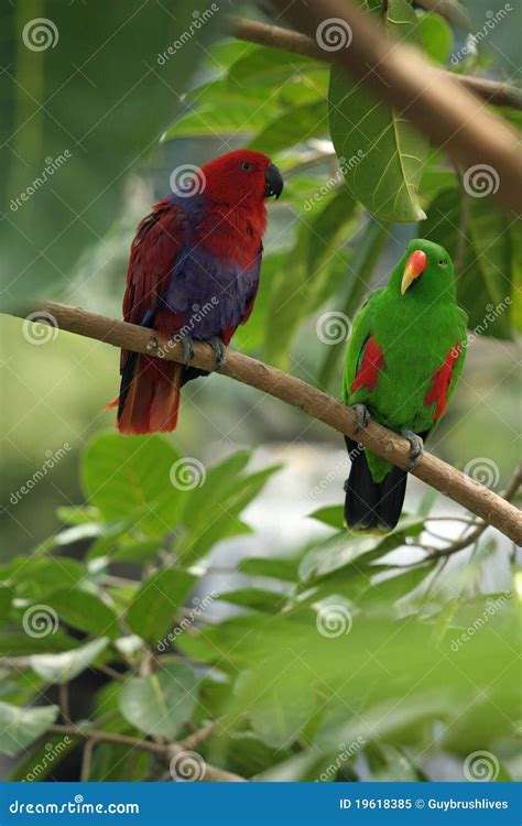 Pair Of Mated Eclectus Parrots Editorial Image Image Of Hidden