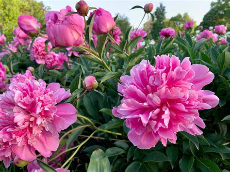 Guide To Peonies