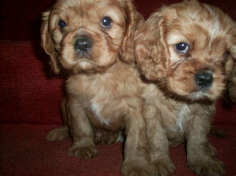 Check out our king charles puppies selection for the very best in unique or custom, handmade pieces from our shops. Cavalier King Charles Spaniel Puppies for Sale ...