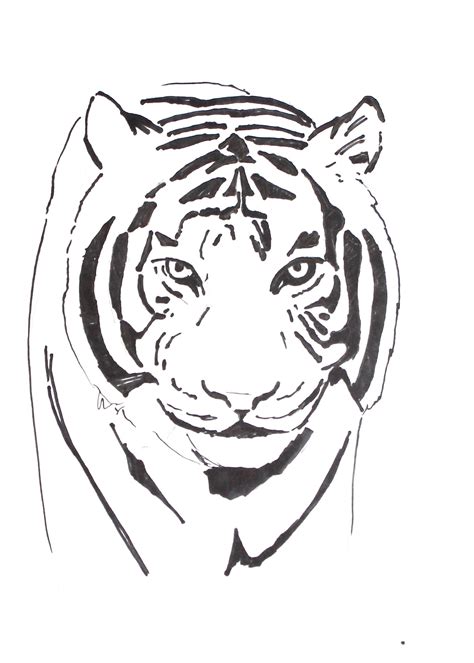 Tiger Drawing Outline At Explore Collection Of
