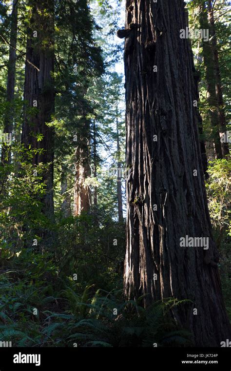 Usa California Northern California North Coast Orick Redwoods