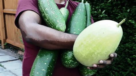 Time To Harvest Asian Vegetable Garden Shokher Bagan Youtube