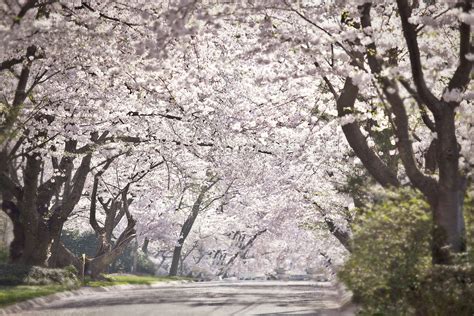 Cherry Blossom Road In Kenwood Subdivision In Bethesda Md 2012