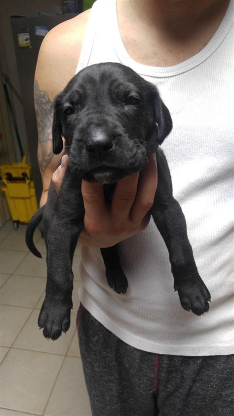 Very cute super well tamed, magnificent, lovely and charming great dane puppies(100% pure. Great Dane Puppies For Sale | Colorado Springs, CO #251607