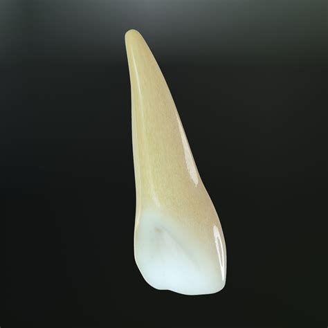 Max Tooth Upper Lateral Incisor