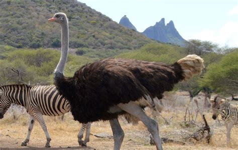 Quickcheck Do Ostriches Bury Their Heads In The Sand The Star