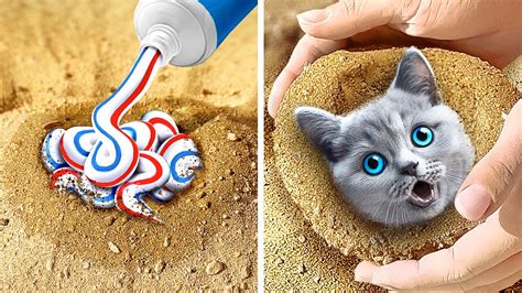 Nous Avons Trouv Un Chat Dans Le Sable Meilleures Astuces Et Id Es