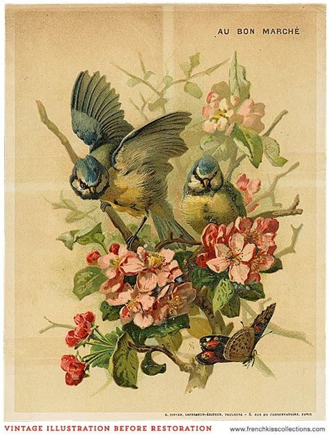 blending a vintage bird illustration into a design french kiss collections vintage bird