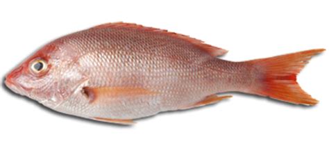 Check spelling or type a new query. Fish Meat | PNG Mart