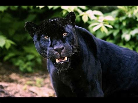 National Geographic The Jaguar Big Cats Animals Nature Wildlife