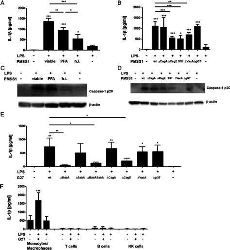 H Pylori Virulence Factors Cagpai And Vaca Are Involved In Download Scientific Diagram