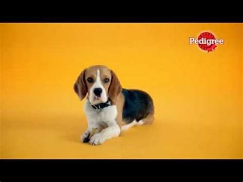 Check spelling or type a new query. PEDIGREE commercial; nom nom nom - YouTube