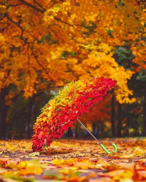 Доброго утра Счастливой осени | Осенние картинки, Осенние фотографии, Осенний пейзаж