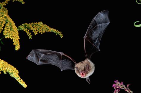 Bats Guide Species Facts What They Eat And Whether They Really Are