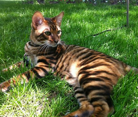 Chats Le Toyger