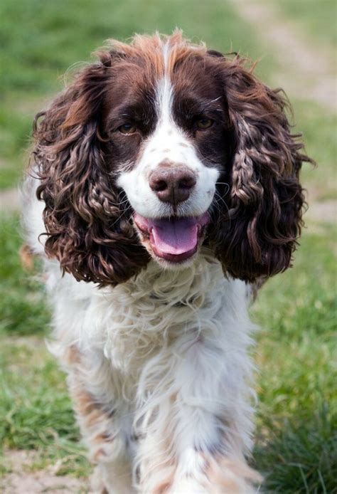 English Springer Spaniel - Breed Information ( Health, Appearance,