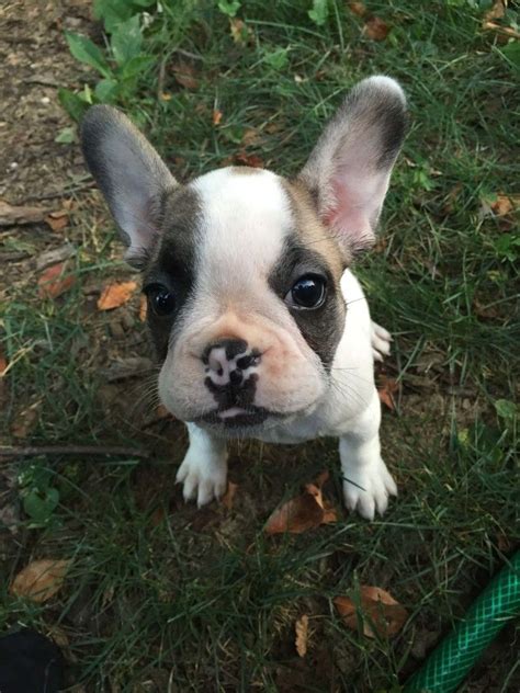 French bulldog in dogs & puppies for rehoming in canada. How to Find Reputable French Bulldog Breeders | French ...