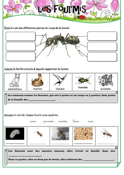 85 Idées De Cm2 Fourmis Fourmis Insectes Sciences Animales