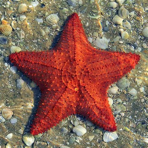 Oreaster Reticulatus Red Cushion Sea Star Another