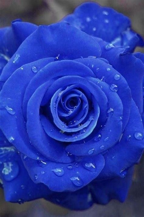 A Blue Rose With Water Droplets On It