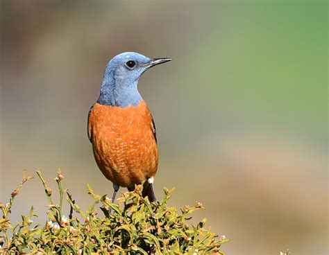 Birds Of Portugal Flickr