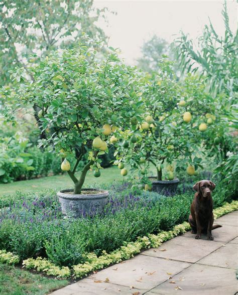 Alan Titchmarshs Tips On Growing Your Own Apple And Pear
