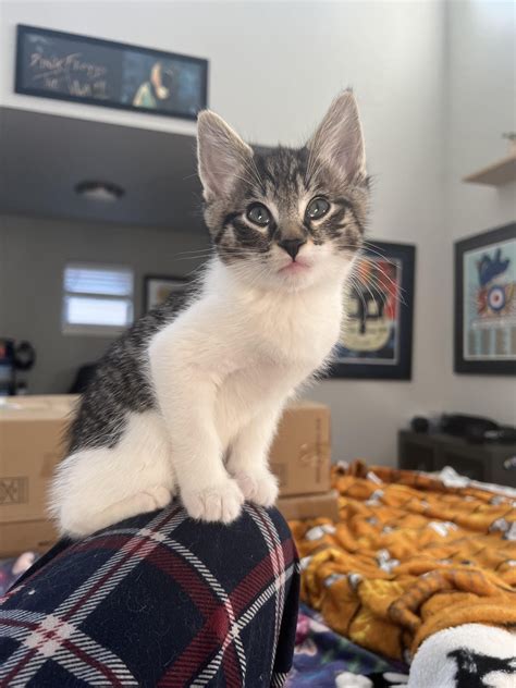 Anastasia, Wilhelm, Odette and Ozma are all up for adoption through our