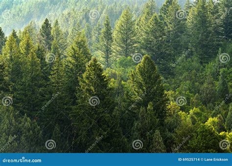 Forest Of Pine Trees And Mountains Stock Photo Image Of Pines Forest