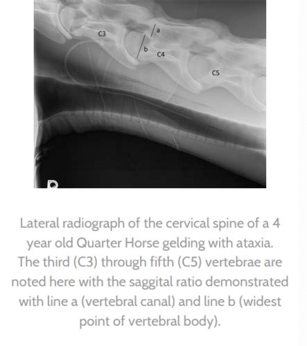 Equine Cervical Vertebral Malformation Flashcards Quizlet