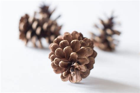 Pine Cones Bulk Natural Untreated Sanitized Canada Etsy