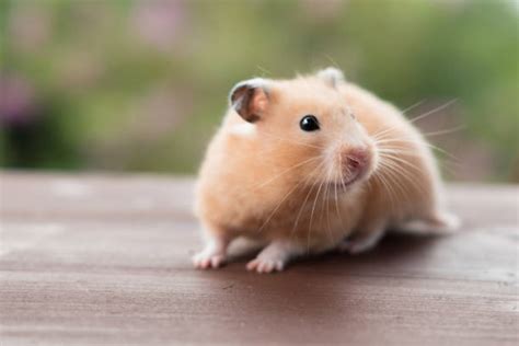 Syrian Hamster Stock Photos Pictures And Royalty Free Images Istock