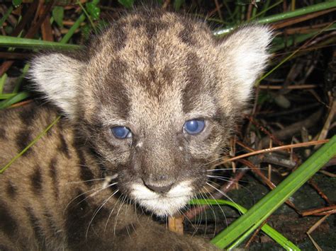 Florida Panthers Sightings And Photos Sharing Them