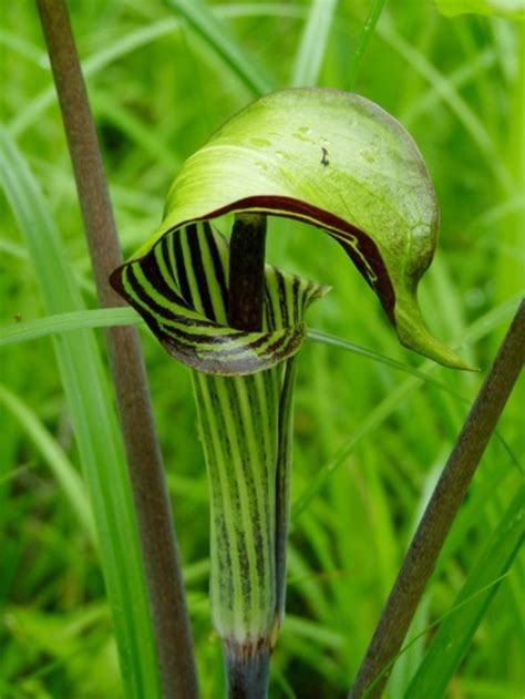Jack In The Pulpit For Sale Healthy Plants Fast Delivery