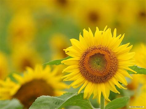 Sunflower Desktop Wallpapers Free Wallpaper Cave