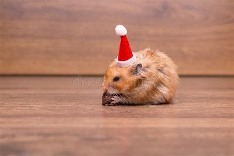 Christmas Hamster Stock Photo Image Of Cute Greeting 3831104