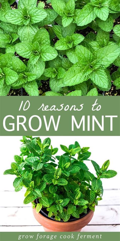 10 Reasons To Grow Mint Without Fear Mint Plants Vegetable Garden