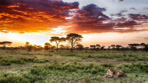 Serengeti National Park Safaris Tanzania Safaris Flightlink