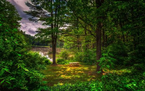 Wallpaper Summer Forest Trees Grass Pond 3840x2160 Uhd 4k Picture
