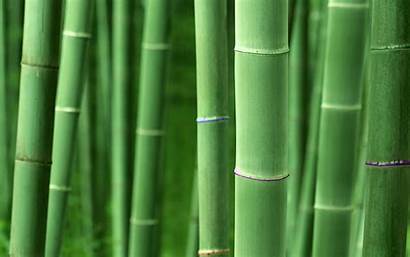 Bamboo Background Wallpapers Wall