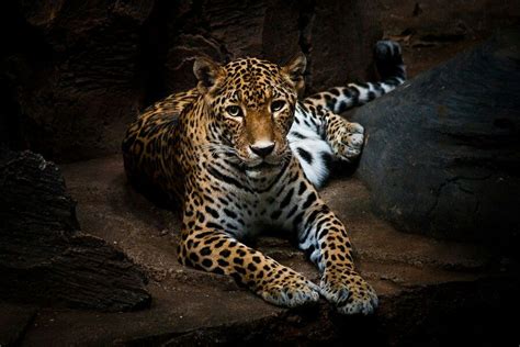 Macan Tutul Jawa Panthera Pardus Melas Khas Jawa Barat Animales