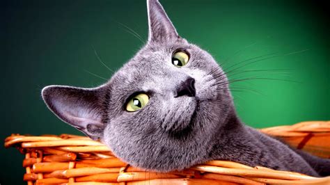 Hd Cat Wallpapers 64 Images