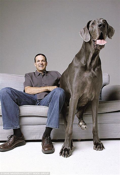 Giant George The Worlds Tallest Dog Passes Away At Home Worlds