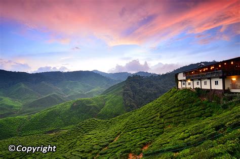 527 likes · 1 talking about this · 5 were here. What to Do in Cameron Highlands - All Cameron Attractions ...