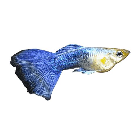 Turquoise Guppy Group Male Aquatic Sealife Store
