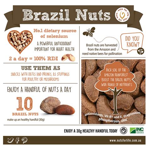 Brazil Nuts Nuts For Life Australian Nuts For Nutrition And Health