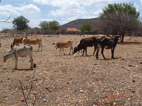 Fatos e Fotos da Caatinga A seca e os bovinos na caatinga do Sertão de Pernambuco