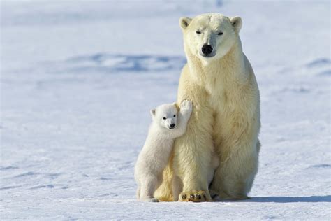 Polar Bear Mother And Cub Ursus Photograph By Thomas Kokta